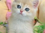 Dora - British Shorthair Kitten For Sale - Los Angeles&comma; CA&comma; US
