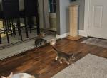 No names yet - Domestic Kitten For Sale - Greensboro&comma; NC&comma; US