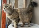 Mix Naine Coon & Norwegian - Norwegian Forest Cat For Adoption - Auburn&comma; WA&comma; US