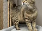 Mix Naine Coon & Norwegian - Norwegian Forest Kitten For Sale