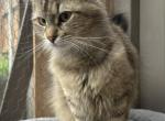 Mix Naine Coon & Norwegian - Norwegian Forest Cat For Adoption - 