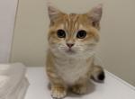 Munchkin Kitten - Munchkin Kitten For Sale - Brooklyn&comma; NY&comma; US