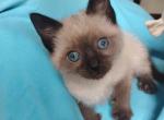 Freya's baby - Siamese Kitten For Sale - Merrill&comma; WI&comma; US