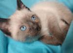 Freya's baby - Siamese Kitten For Sale - Merrill&comma; WI&comma; US