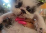 Miss Kittens - Persian Kitten For Sale - MA&comma; US