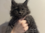 Maximus Blue Maine coon - Maine Coon Kitten For Sale - Villa Rica&comma; GA&comma; US