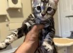 Reduced and ready for her forever home - Bengal Kitten For Sale - Reinholds&comma; PA&comma; US