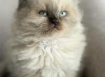 Gorgeous Seal point Balinese kitten 1 - Balinese Kitten For Adoption - 