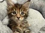 Zara - Maine Coon Kitten For Sale - Wilmington&comma; DE&comma; US
