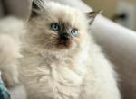 Gorgeous Seal point Balinese kitten 3 - Balinese Kitten For Sale - 