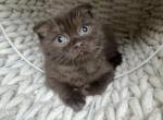 Luck Chocolate Scottish Fold kitten - Scottish Fold Kitten For Sale - Tacoma&comma; WA&comma; US