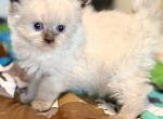 Gorgeous Seal point Balinese kitten 2 - Balinese Kitten For Sale - 