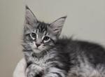 Classic black silver tabby female - Maine Coon Kitten For Sale - 