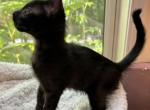 F5 SBT Savannah Dixon - Savannah Kitten For Sale - 