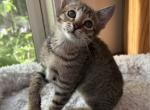 F5 SBT Savannah Boca - Savannah Kitten For Sale - 