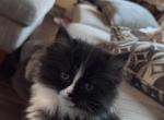 Black and white male persian ragdoll - Persian Kitten For Sale - McKinney&comma; TX&comma; US
