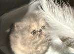 Bougie - Persian Kitten For Sale - Oklahoma City&comma; OK&comma; US