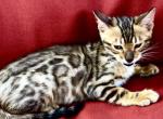Exotic Bengal - Bengal Kitten For Sale - Webster&comma; FL&comma; US