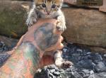 KODA Brown Bengal - Bengal Kitten For Sale - Needmore&comma; PA&comma; US