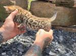 KODA Brown Bengal - Bengal Kitten For Sale - Needmore&comma; PA&comma; US