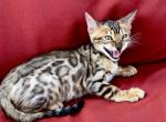 Begal female - Bengal Kitten For Sale - 