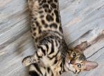 Red Girl - Bengal Kitten For Sale - 