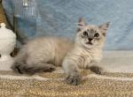 Luna - Ragdoll Kitten For Sale - Ozark&comma; MO&comma; US
