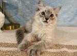 Luna - Ragdoll Kitten For Sale - 