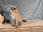 Luna - Ragdoll Kitten For Sale - Ozark&comma; MO&comma; US