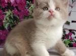 Usik - British Shorthair Kitten For Sale - Pembroke Pines&comma; FL&comma; US
