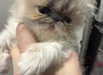 Tatiana - Persian Kitten For Sale - Oklahoma City&comma; OK&comma; US