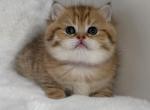 Star - Scottish Fold Kitten For Sale - 