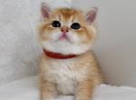 Brown - Scottish Straight Kitten For Sale - 