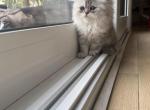 pedro - Persian Kitten For Sale - Barrington&comma; IL&comma; US