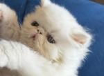 Persian white boys ready to go - Persian Kitten For Sale - Altamonte Springs&comma; FL&comma; US