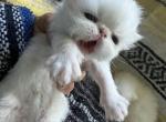 Persian litter different litters - Persian Kitten For Sale - Altamonte Springs&comma; FL&comma; US