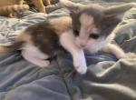 Poirier - Domestic Kitten For Adoption - 