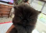 Celestial Sijelo - Persian Kitten For Sale - Fort Worth&comma; TX&comma; US