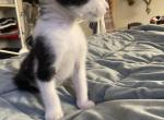 Jaqueline - Domestic Kitten For Sale - 
