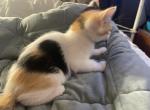 Sundai - Domestic Kitten For Sale - 
