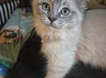 Juliet - Ragdoll Kitten For Sale - Indiana&comma; PA&comma; US