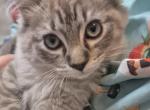 Casanova - Ragdoll Kitten For Sale - 