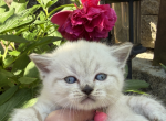 Portland Iva Scottish Straight Kitty - Scottish Straight Kitten For Sale - 