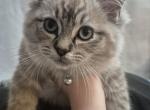 Scarlet - Ragdoll Kitten For Sale - Indiana&comma; PA&comma; US
