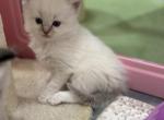 Traditional Blue Point - Ragdoll Kitten For Sale - Beaver Falls&comma; PA&comma; US