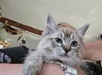 Amadea - Ragdoll Kitten For Sale - Indiana&comma; PA&comma; US
