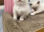 Blue mink - Ragdoll Kitten For Sale - Beaver Falls&comma; PA&comma; US