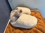 Tiny Tornado - Bengal Cat For Sale - Salem&comma; OR&comma; US