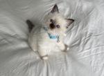 Birman Archie - Birman Kitten For Sale - 