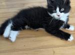 Black white male - Maine Coon Kitten For Sale - Waterford&comma; ME&comma; US